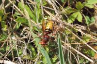 Vespa crabro