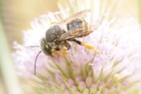 Anthidium manicatum