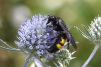 Scolia hirta hirta
