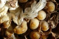 Vespa velutina