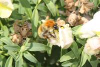 Bombus pascuorum
