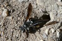 Andrena agilissima