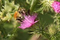 Bombus pascuorum