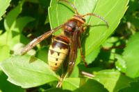 Vespa crabro