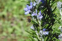 Colletes hederae
