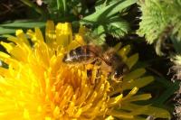 Apis mellifera