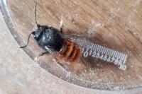 Osmia cornuta