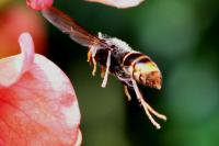 Vespa velutina