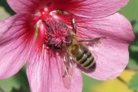 Apis mellifera
