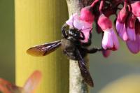 Xylocopa violacea