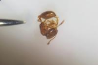 Solenopsis