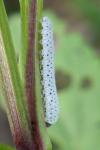 Tenthredo scrophulariae