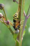 Tenthredo scrophulariae