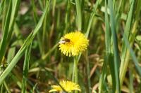 Eucera nigrescens