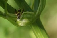 Ancistrocerus nigricornis