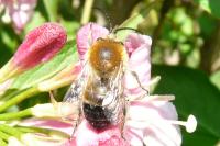Eucera nigrescens