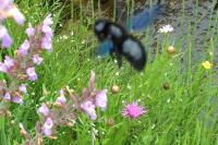 Xylocopa