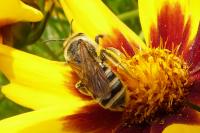 Halictus scabiosae