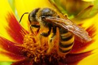 Halictus scabiosae