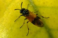 Arge cyanocrocea