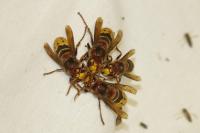 Vespa crabro