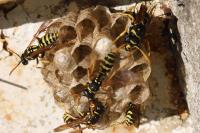 Polistes gallicus