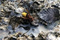 Vespa crabro