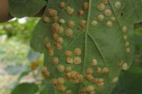 Neuroterus quercusbaccarum