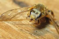Halictus quadricinctus