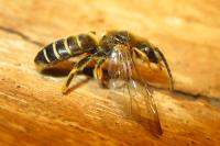 Halictus quadricinctus