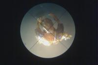 Halictus quadricinctus