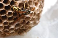 Polistes dominula