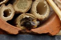 Osmia cornuta