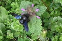 Xylocopa violacea