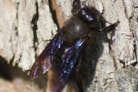 Xylocopa violacea