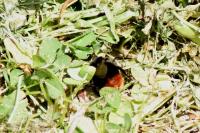 Bombus lapidarius