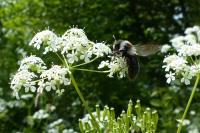 Andrena cineraria