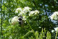 Andrena cineraria