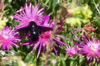 Xylocopa
