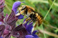 Anthidium