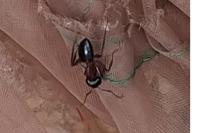 Camponotus ligniperda