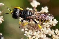 Lestica clypeata