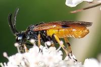 Arge melanochra