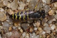 Bembix oculata