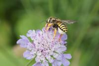 Trachusa interrupta