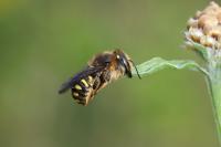 Anthidium septemspinosum