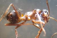 Formica cunicularia