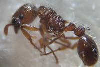 Myrmica specioides