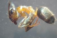 Lasius emarginatus