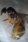 Lasius flavus
